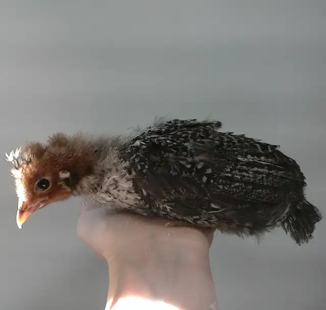 2 week old chicks!!!