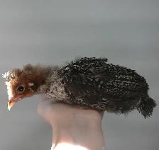 2 week old chicks!!!