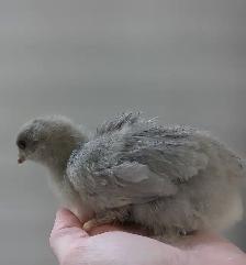 2 week old chicks!!! - Photo 2