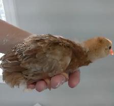 2 week old chicks!!! - Photo 3