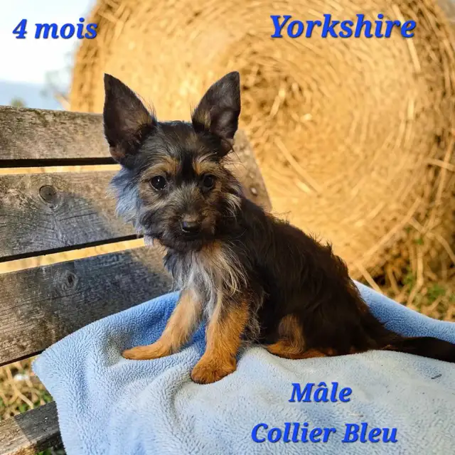 Yorkshire