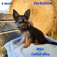 Yorkshire