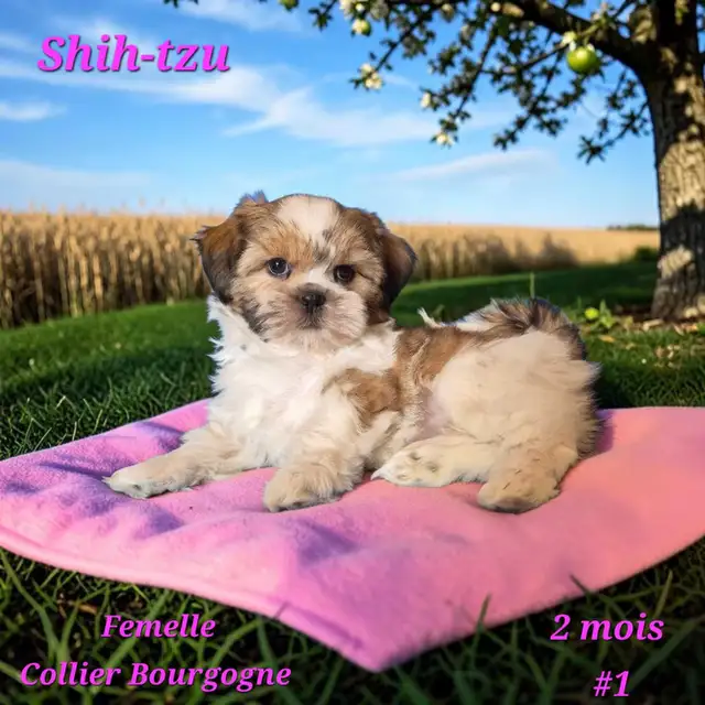 Shih-Tzu