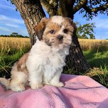 Shih-Tzu - Photo 2