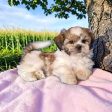 Shih-Tzu - Photo 3