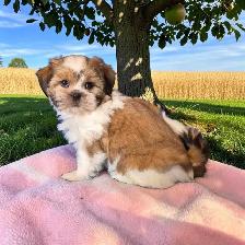 Shih-Tzu - Photo 4