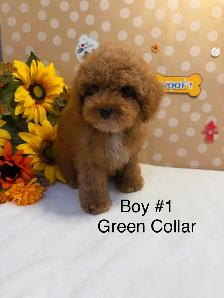 Adorable Red Toy Poodle Boys Available