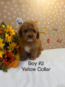 Adorable Red Toy Poodle Boys Available - Photo 2