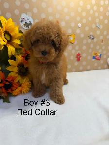 Adorable Red Toy Poodle Boys Available - Photo 3