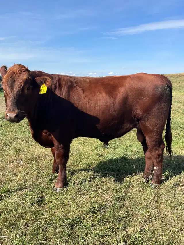 Yearling red angus bull