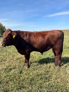 Yearling red angus bull - Photo 2