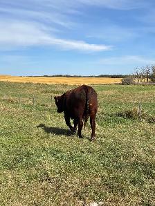 Yearling red angus bull - Photo 3