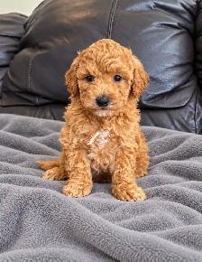 miniature / toy poodle puppies / chiots caniche mini