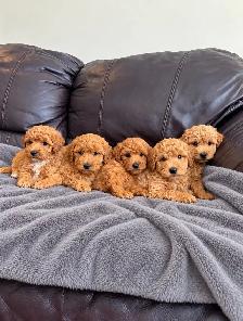 miniature / toy poodle puppies / chiots caniche mini - Photo 2