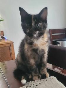 kittens for sale