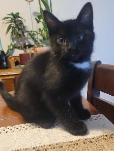 kittens for sale - Photo 2