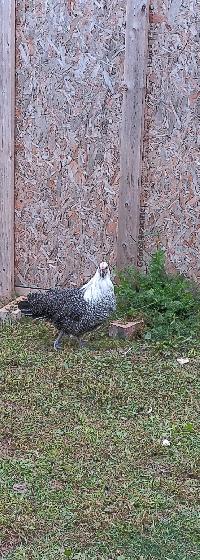 Silver Deathlayer Pullets!! - Photo 2