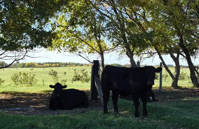 grass-fed, grass-finished black angus steers ready to butcher