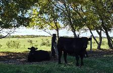grass-fed, grass-finished black angus steers ready to butcher