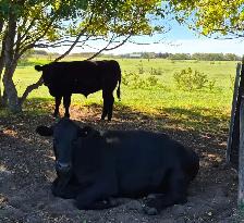 grass-fed, grass-finished black angus steers ready to butcher - Photo 2