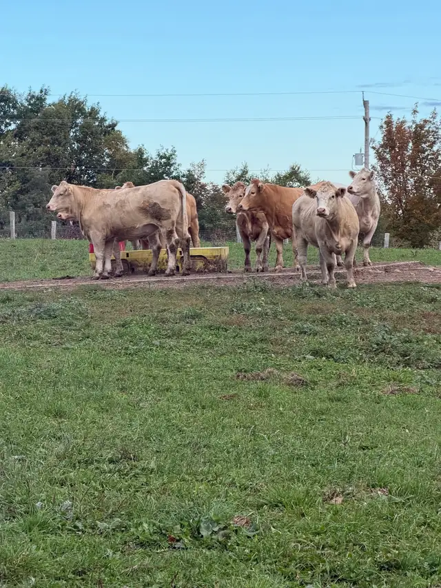 bred Charolias heifers for sale