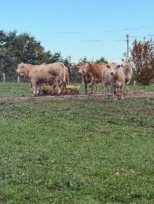 bred Charolias heifers for sale