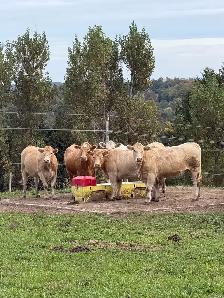 bred Charolias heifers for sale - Photo 2