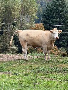 bred Charolias heifers for sale - Photo 3