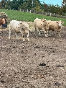 bred Charolias heifers for sale - Photo 4