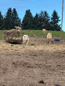 bred Charolias heifers for sale - Photo 5