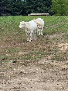 bred Charolias heifers for sale - Photo 6