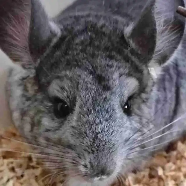 baby chinchillas