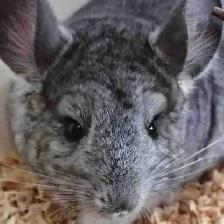 baby chinchillas