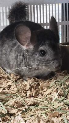 baby chinchillas - Photo 2
