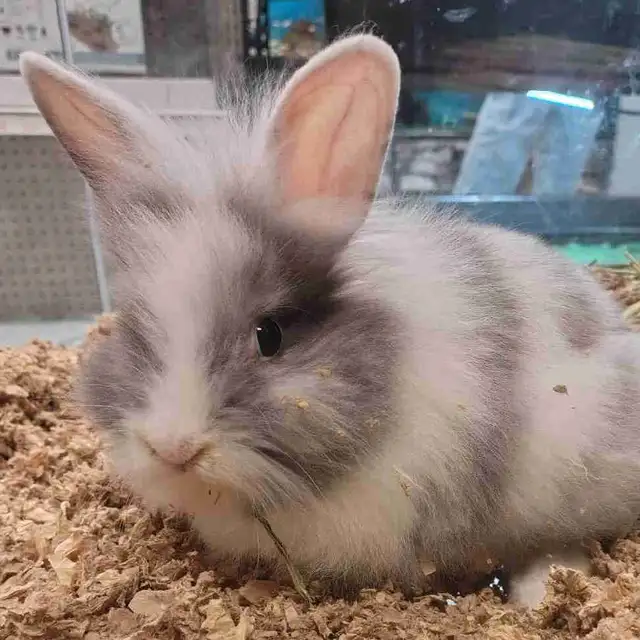 baby lionhead rabbit
