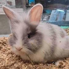 baby lionhead rabbit