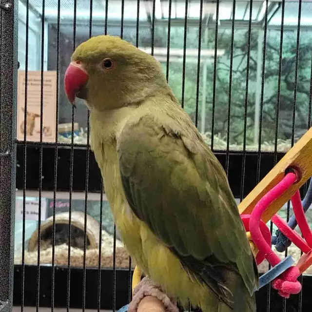 baby Indian ringneck parakeet