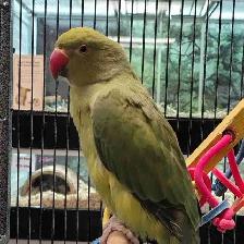 baby Indian ringneck parakeet