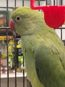 baby Indian ringneck parakeet - Photo 4