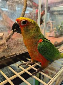baby Jenday conure - Photo 2