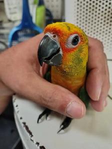 baby Jenday conure - Photo 3