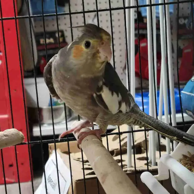 baby cockatiel
