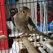 baby cockatiel