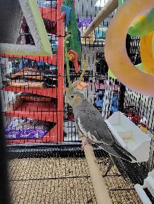 baby cockatiel - Photo 2