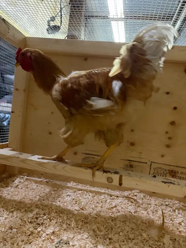 Free BrahmaX Rooster