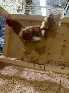 Free BrahmaX Rooster
