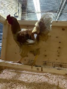 Free BrahmaX Rooster - Photo 2