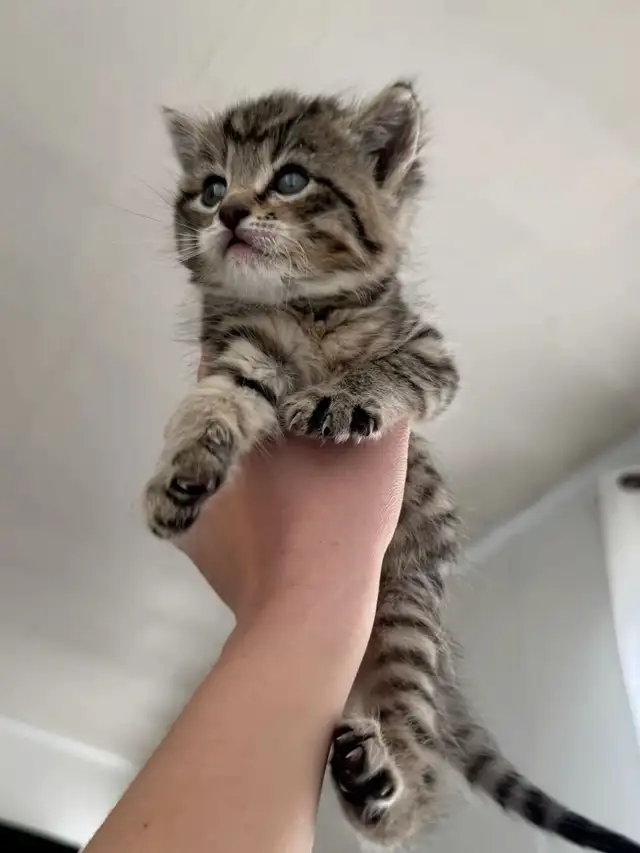 chaton tabby  poil long