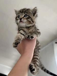 chaton tabby  poil long
