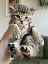 chaton tabby  poil long - Photo 2
